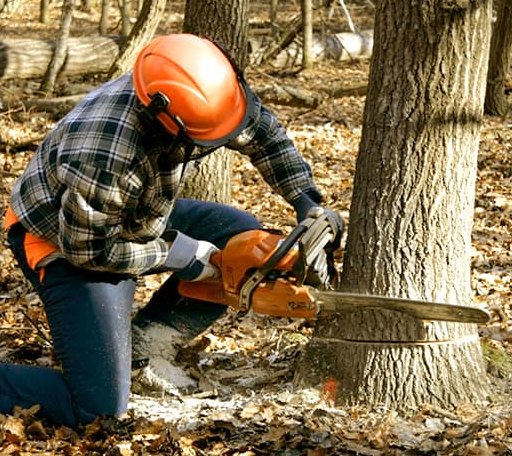 Tree Removal in Rackerby, CA
